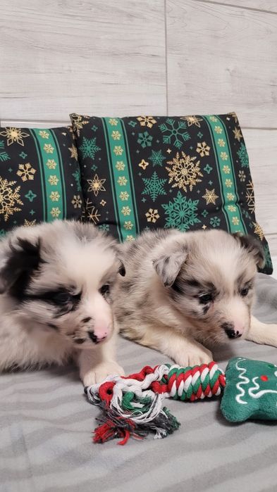 Border Collie Maluszek