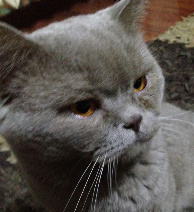 Шотландский прямоухий кот приглашает на вязку