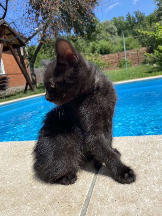 Котята порода Нибелунг