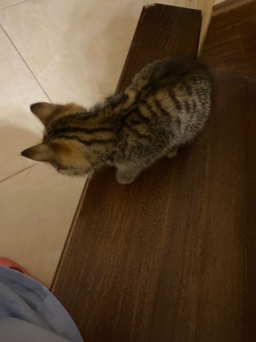 Котик в добрі руки