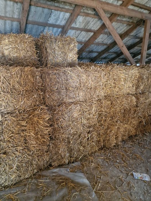 Sprzedam slome w kostach