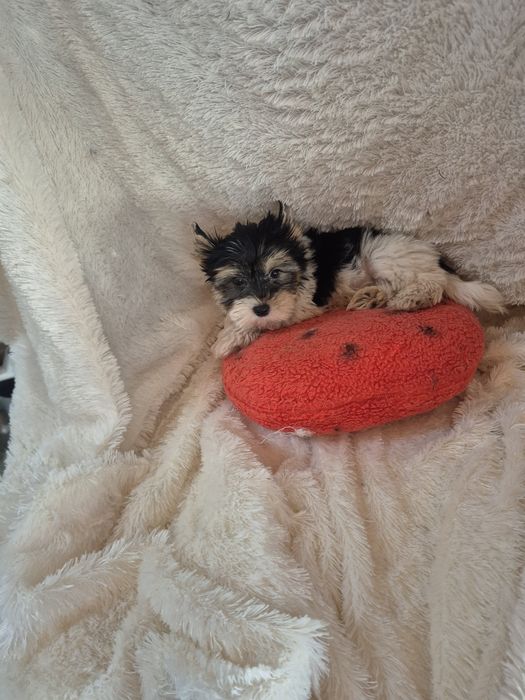 Biewer Terrier Macho Criadora Registada PT3088FL