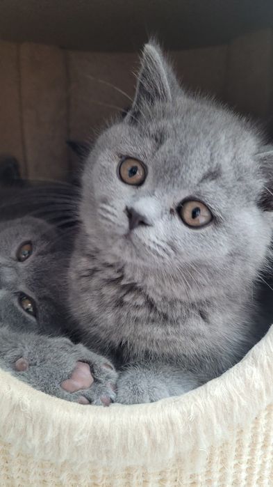 Kotka, kocurek, kocięta Brytyjskie FPL/FIFE