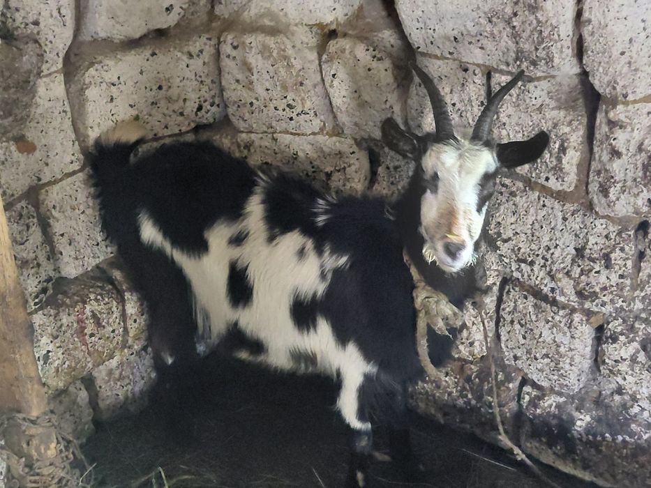 Продам кози на вибір