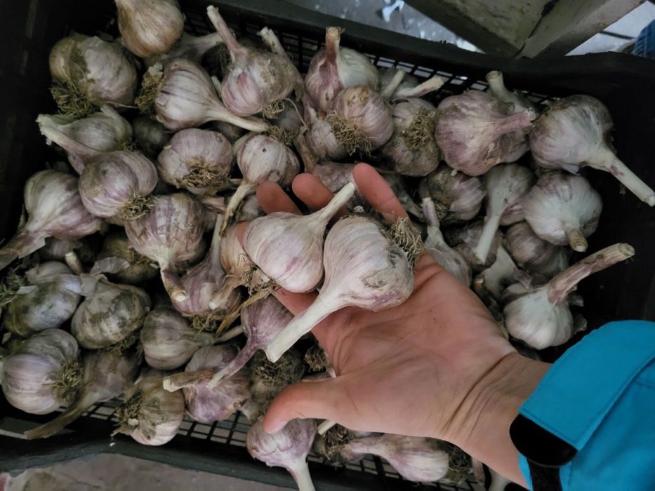 Часник москаль любаша