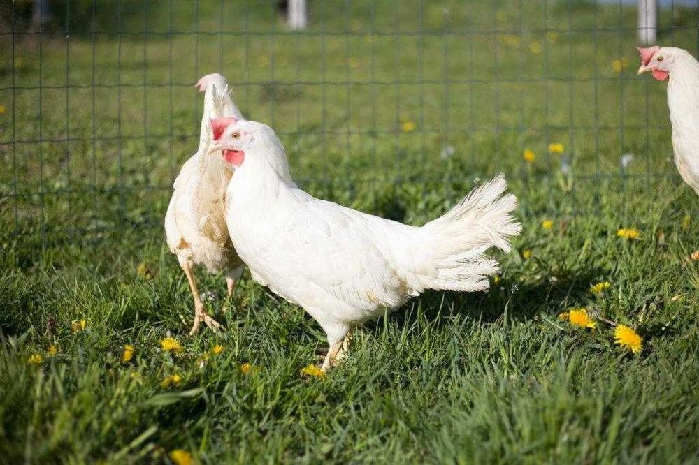 Kury kokoszki nioski Tetra tintet super nioska możliwy dowóz