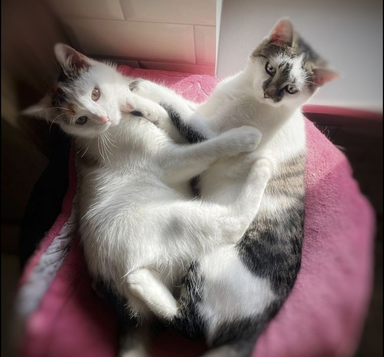 Słodki duet szuka dobrego domu :)