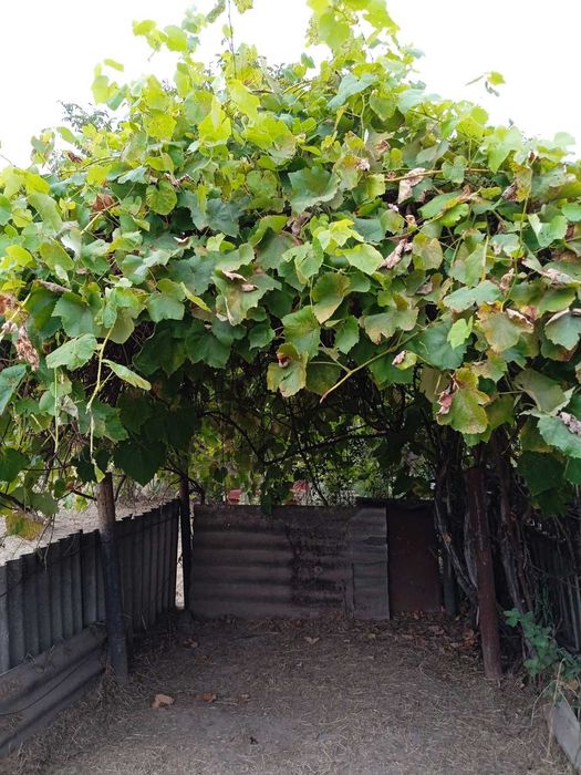 Продам будинок в с.Болярка Житомирського району.