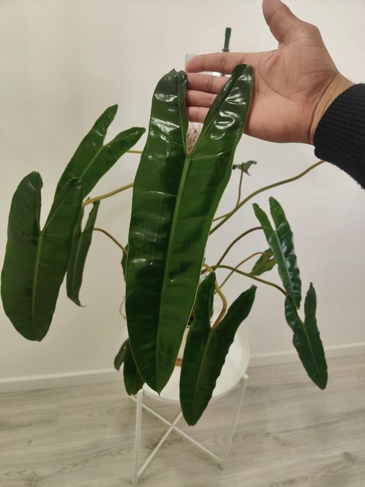 Philodendron billietiae XXL - 100cm | planta rara e estável