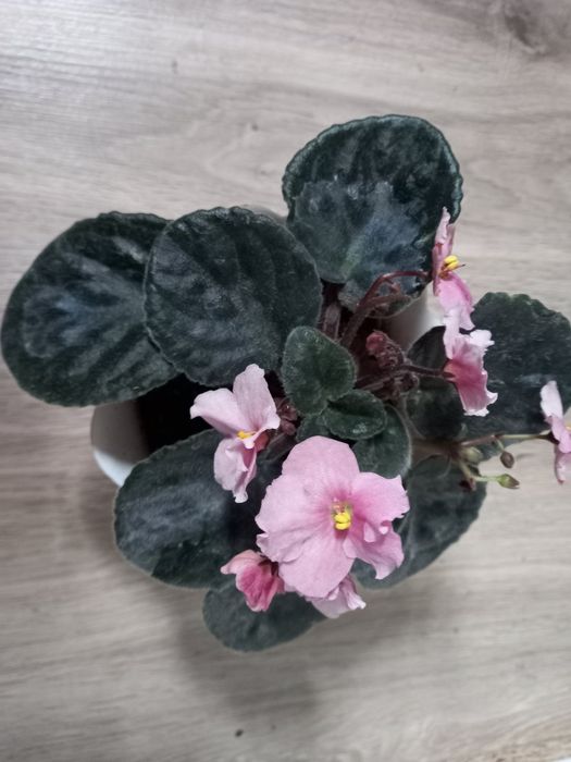 Фиалки  в горшочках