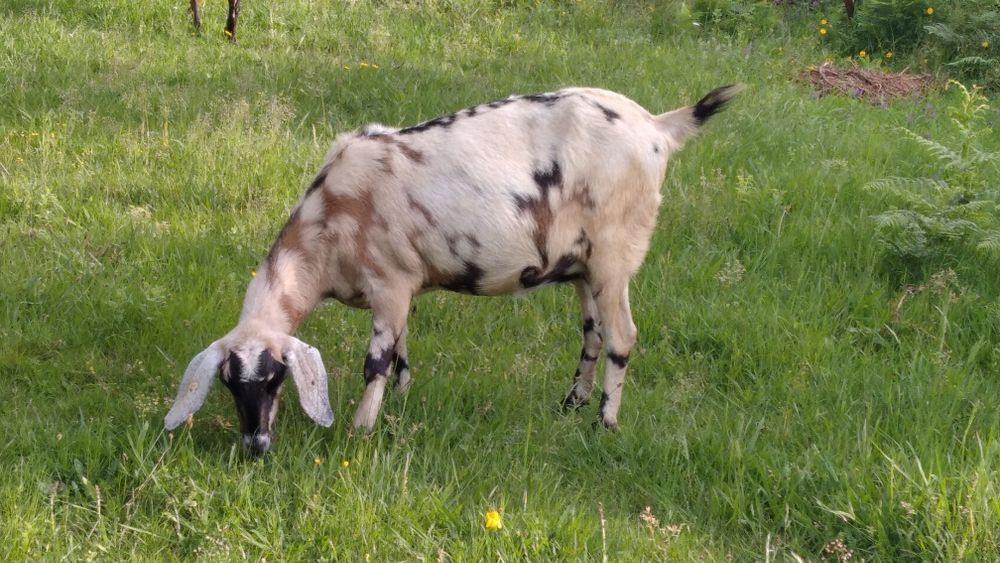Cabras Anglonubianas