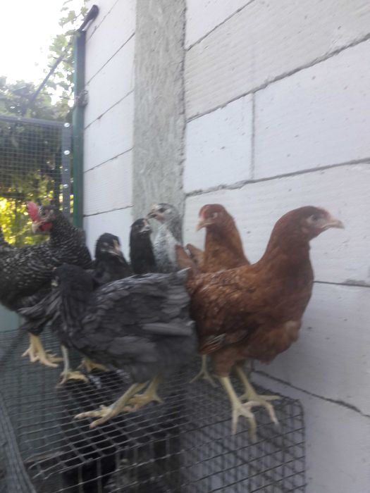 доминант 4 мес..