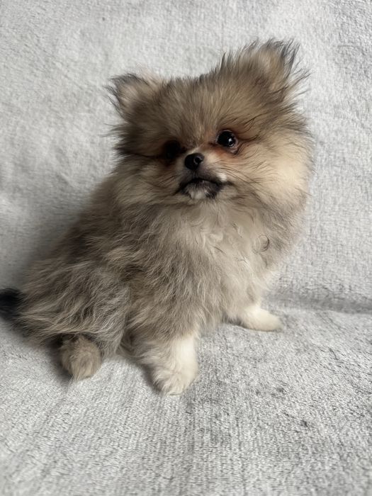 Szpic Miniaturowy Pomeranian Piesek XS Kolor Sable
