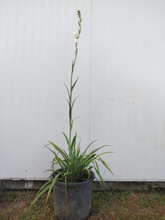 Nardo (Polianthes tuberosa) – Planta Medicinal e Aromática