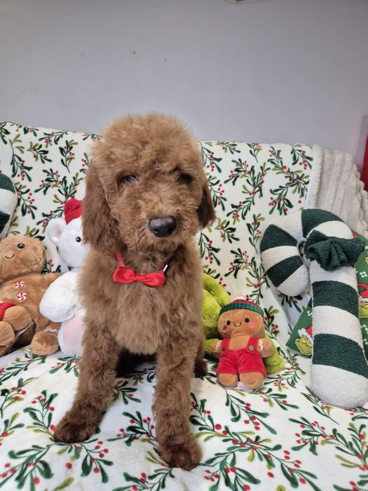 Goldendoodle f1b standard