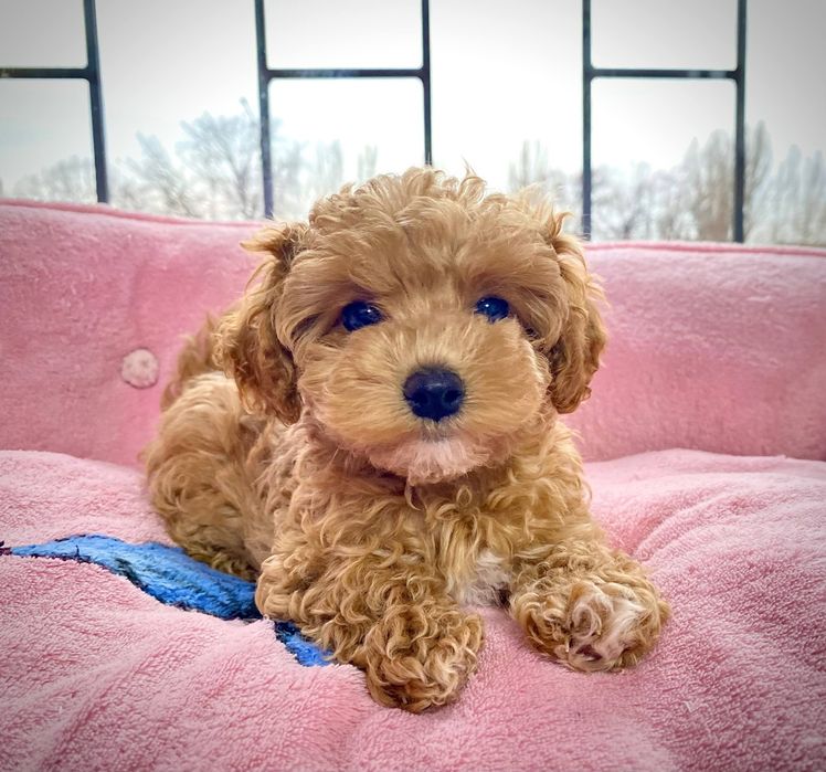 Щенки Мальтипу ищут родителей