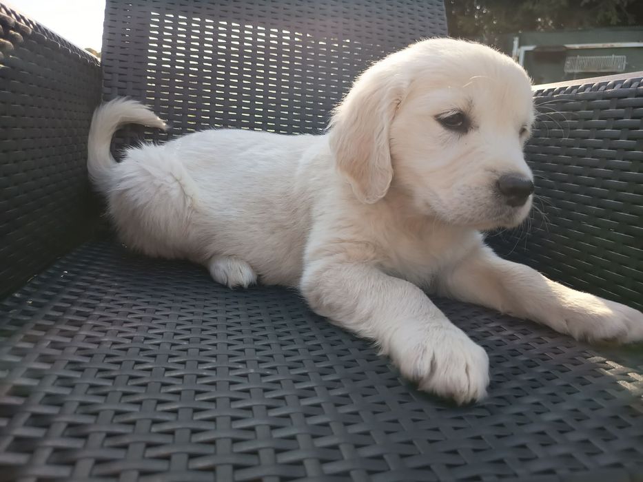 Golden retriever suczka
