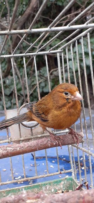 kanarki samce i samice