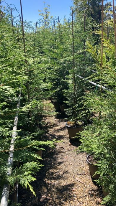 Cupressus Leylandii 200/300/400CM