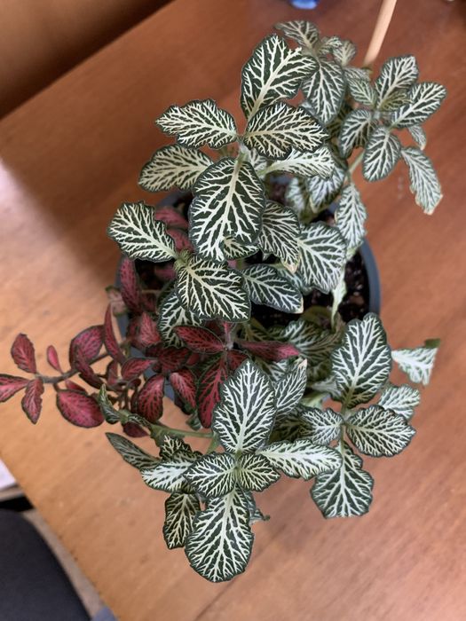 Фітонія композиція