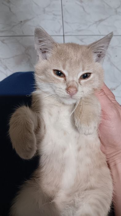 Віддам кошеня (хлопчик)