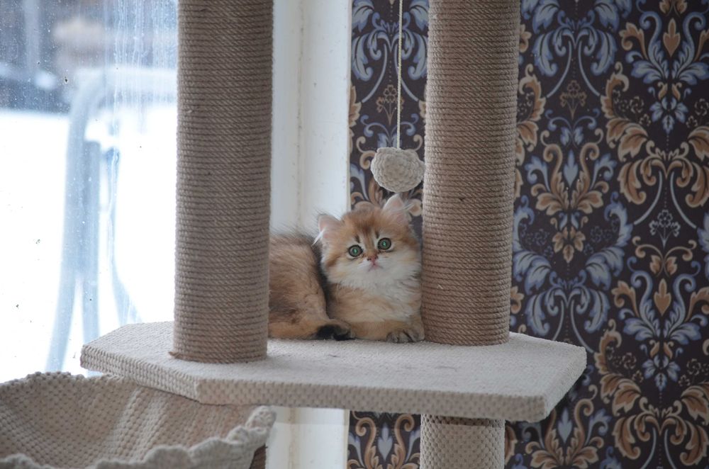 Кошечка золота шиншила! Київ, Бориспіль, або відправлю в інше місто