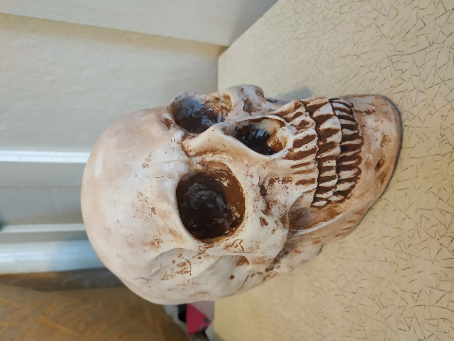 Череп из гипса, череп гипсовый ручная робота