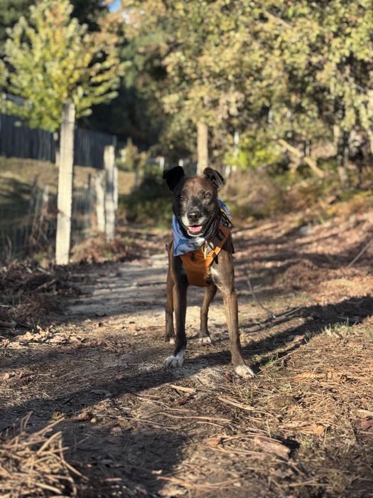 Ricky - 9 anos, porte médio