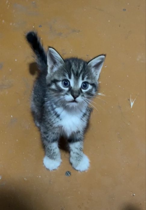 Бесплатно котята