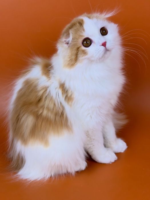 Шотландське кошеня, висловухий гарний хлопчик.
