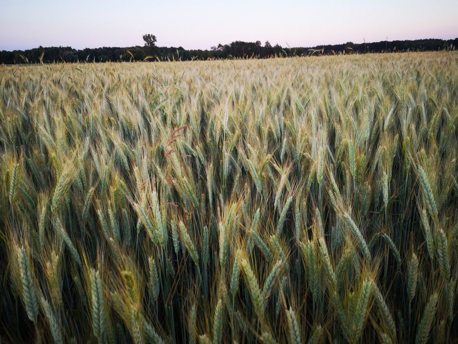 Sprzedam pszenżyto Tadeus