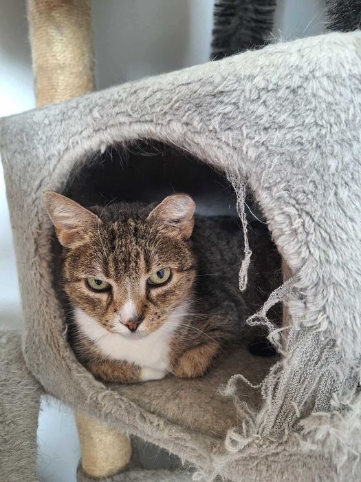 Starsza chora kotka czeka na dom