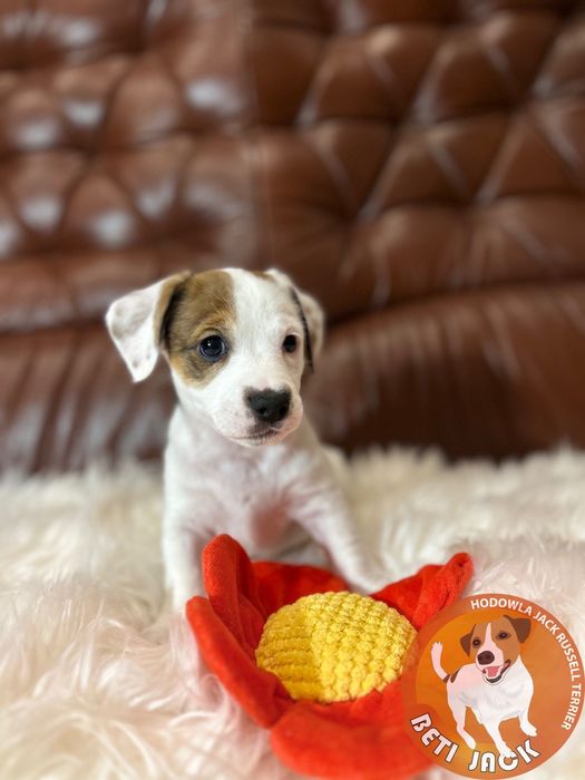 Piękna suczka Jack Russell Terrier z hodowli „BETI JACK” - FANTA