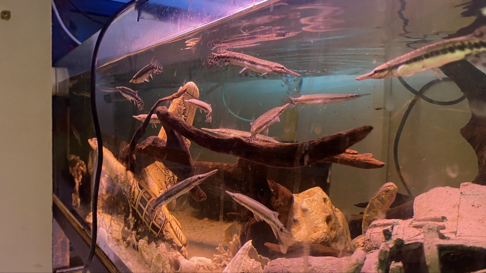 TABU niszczuka  plamista 15cm Warszawa