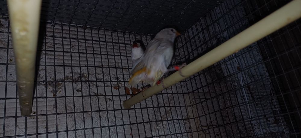Diamante  sparrow casal