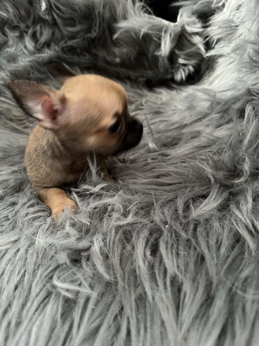 Chihuahua piesek