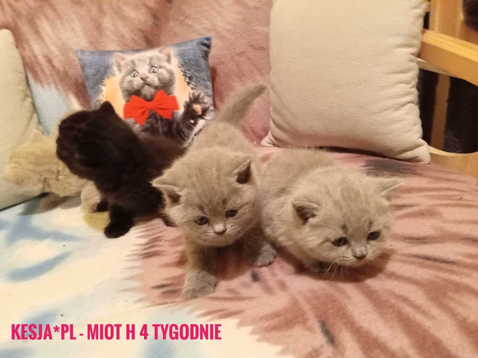 Kotka brytyjska niebieska z rodowodem FPL