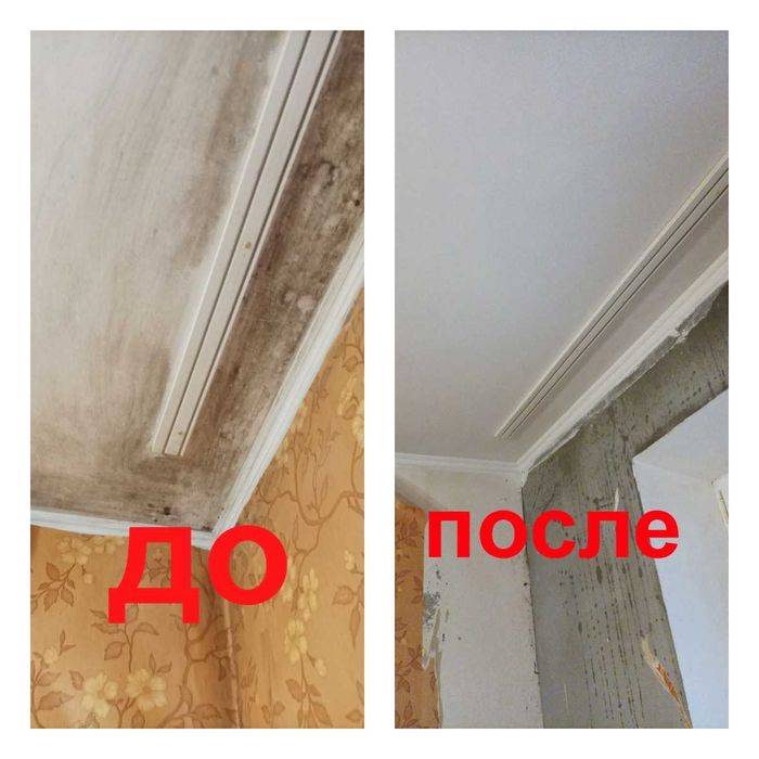 Удаление Грибка/Плесени Бесплатно Консультируем. Грибок/Плесень/Метод.