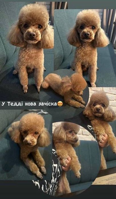 Вязка Той Пудель Teddy "Red Braun" Бейбі фейс