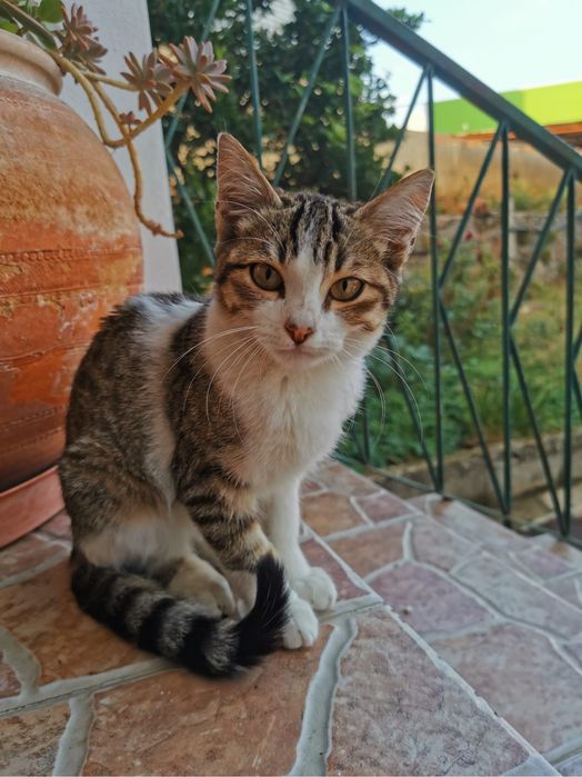 Gatinhos, gatos, gata