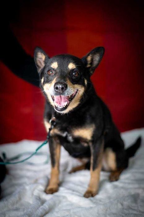 Uroczy Vigor w typie shiby szuka kochającego domu