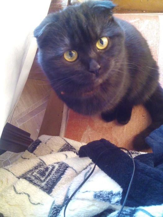 Зникла кішка, Івано-Франківськ, Ямниця