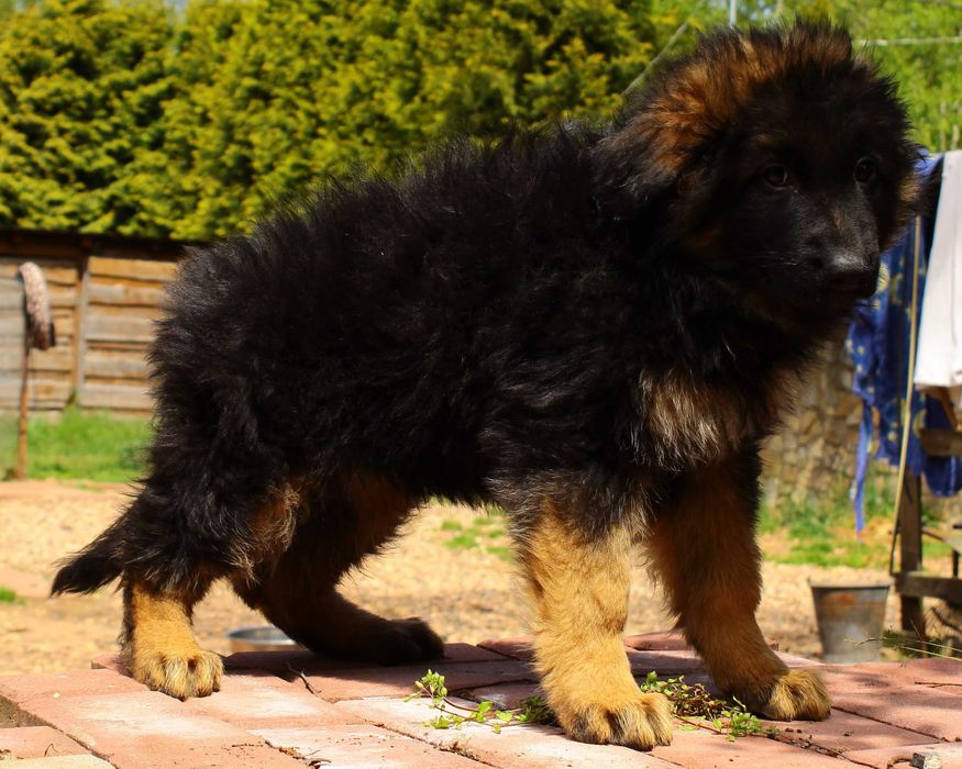 Owczarki niemieckie długowłose potężne linia Zw Świata FCI