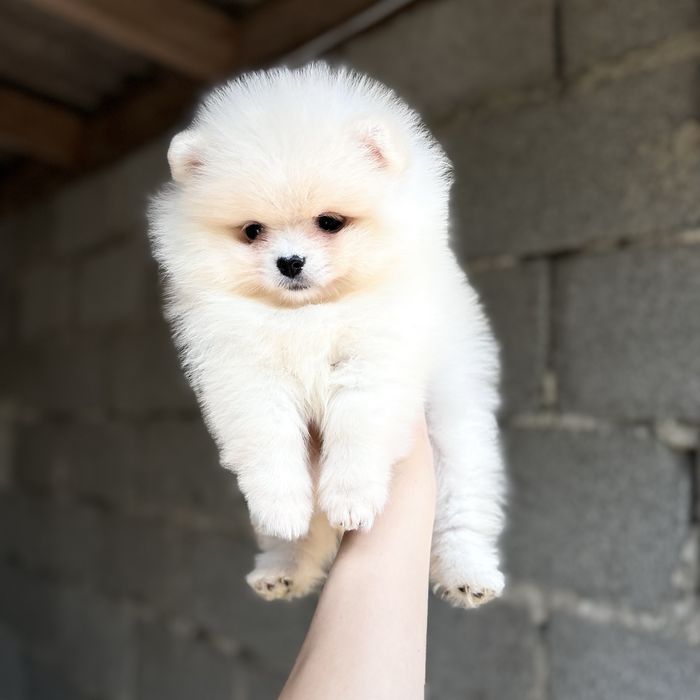 лялькова дівчинка шоу класу