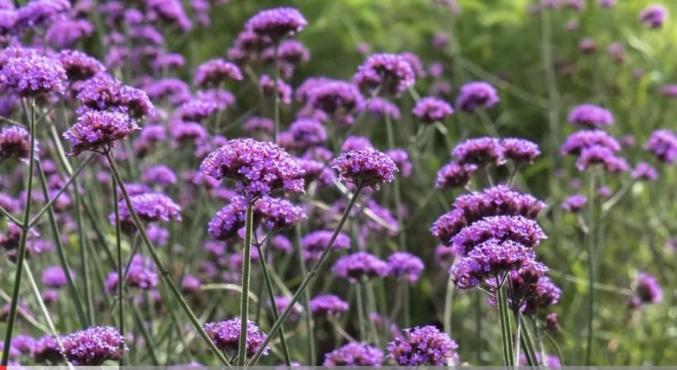 Бонарська вербена сіянці на дорощування .