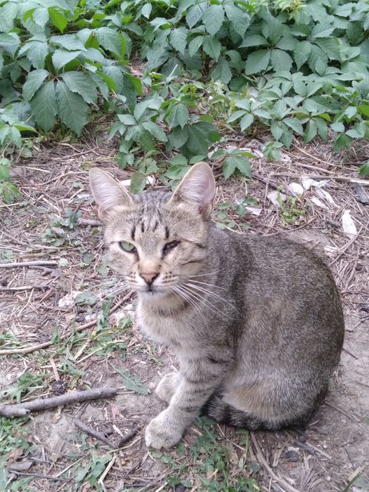 Віддам кицю в добрі руки