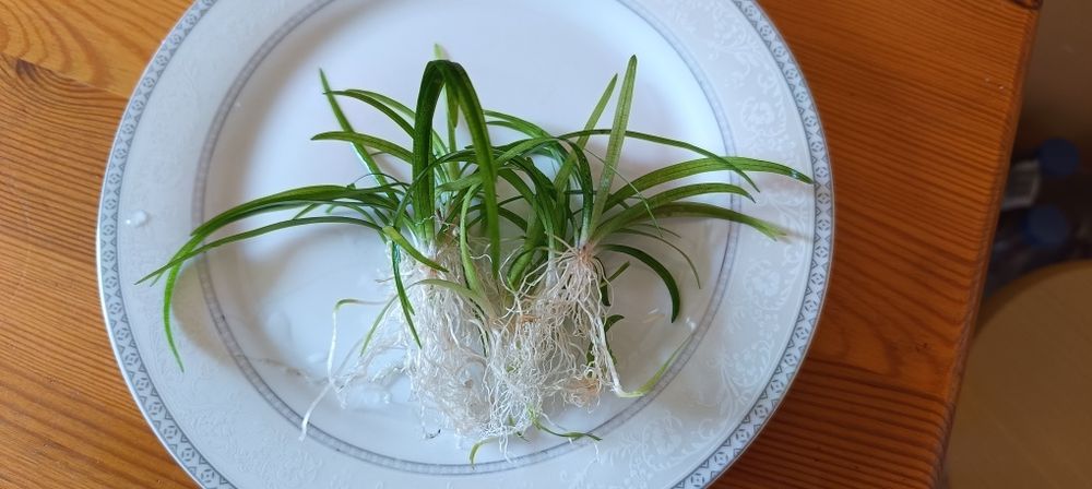 Sagittaria subulata