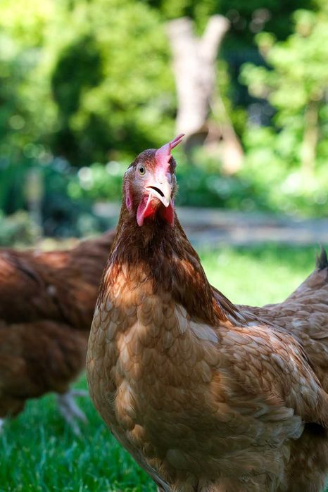 Młode kury nioski ROSA - 14-22 tygodnie