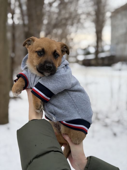 Маленьке цуценя Бублик