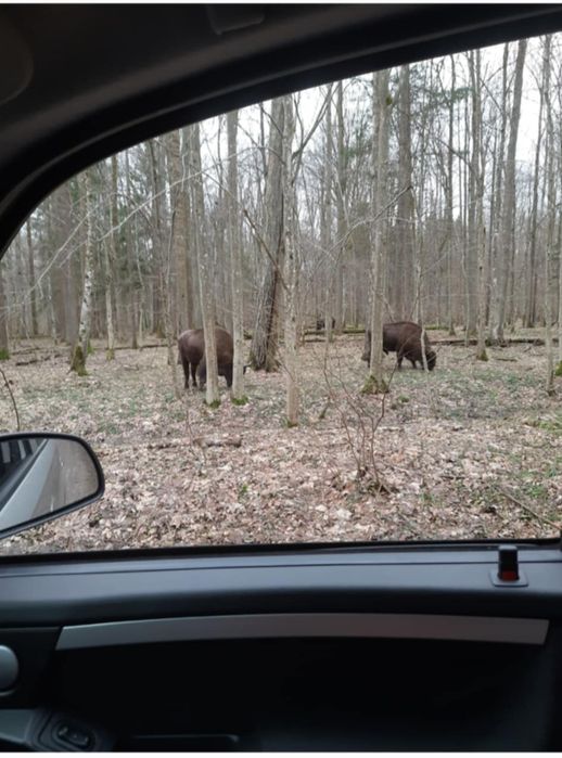 Agroturystyka Puszcza Białowieska Białowieża DOMEK Leśniczówka Orlik